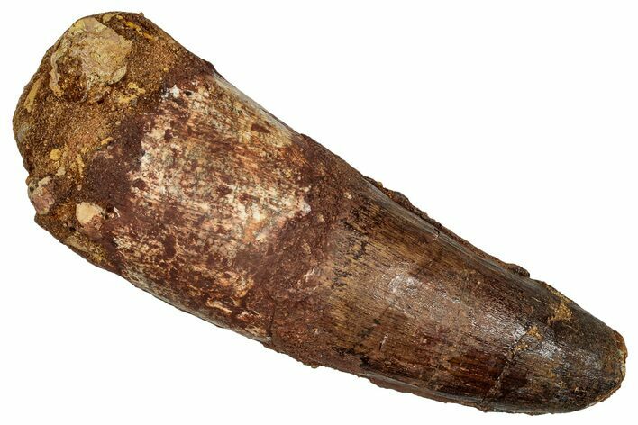 Real Fossil Spinosaurus Tooth - Robust Dinosaur Tooth #336018